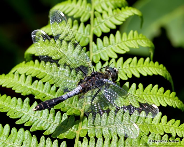 Dainty White-faced Darter (Leucorrhinia caudalis) M, Leucorrhine a large queue