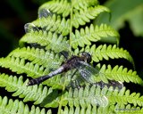 Dainty White-faced Darter (Leucorrhinia caudalis) M, Leucorrhine a large queue