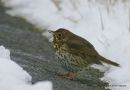 Song Thrush (Turdus philomelos)