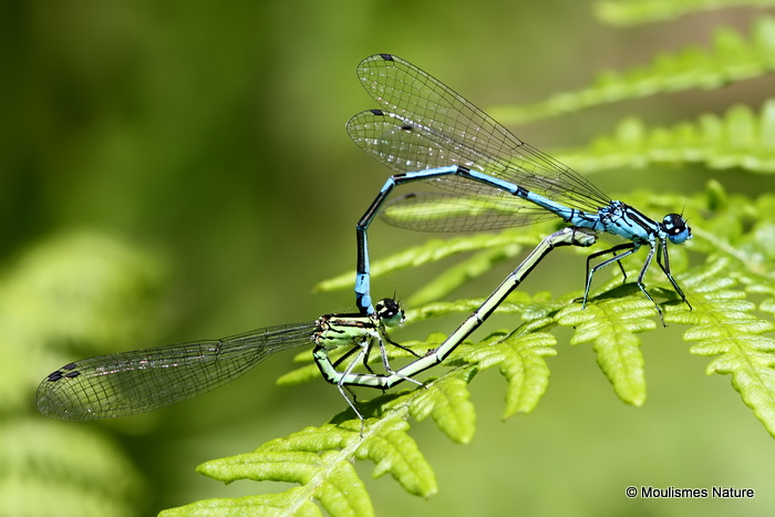 Azure Damselflies (Coenagrion puella)