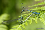 Azure Damselflies (Coenagrion puella)