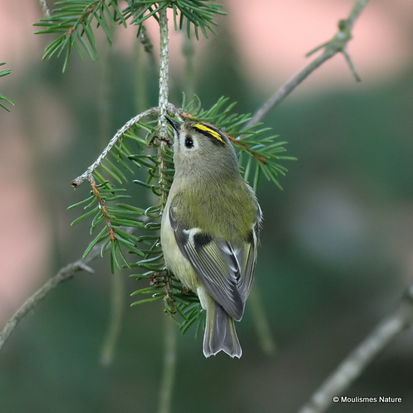 Goldcrest (Regulus regulus), Roitelet huppé
