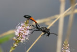 Ammophila sabulosa (Red-banded Sand Wasp)