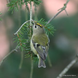 Goldcrest (Regulus regulus), Roitelet huppé