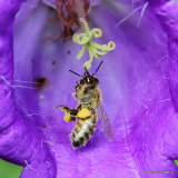 Western Honey Bee (Apis mellifera)