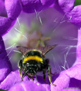 Early bumblebee (Bombus pratorum)