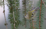 Goldcrest (Regulus regulus), Roitelet huppé