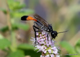 Ammophila sabulosa (Red-banded Sand Wasp)