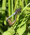Keeled Skimmers (Orthetrum coerulescens)