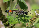 Ammophila sabulosa (Red-banded Sand Wasp)