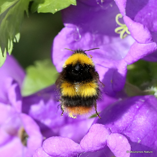 Early bumblebee (Bombus pratorum)