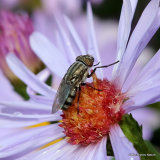 Locust Blowfly (Stomorhina lunata) F