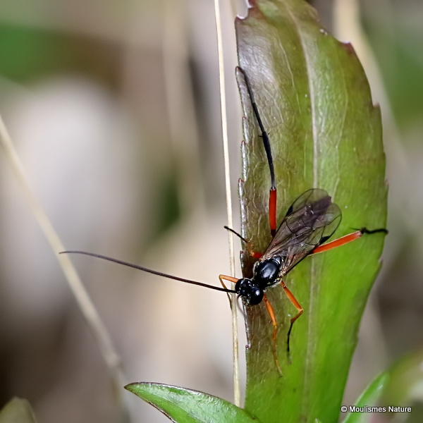 Parasitic wasp sp.