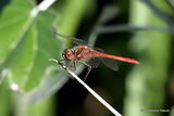 Vagrant Darter (Sympetrum vulgatum) M, Sympétrum vulgaire