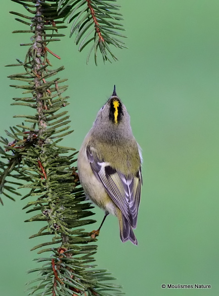 Goldcrest (Regulus regulus), Roitelet huppé
