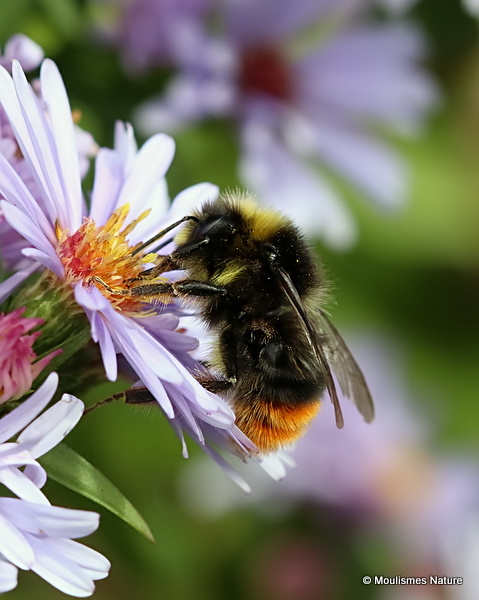 Red-tailed bumblebee (Bombus lapidarius) M