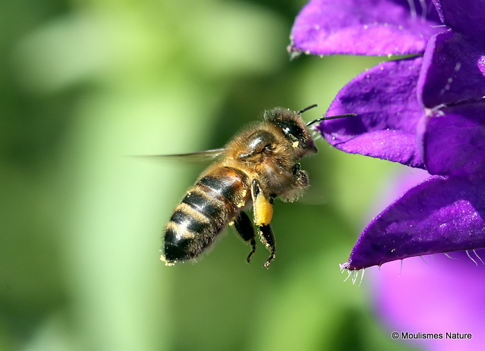 Western Honey Bee (Apis mellifera)