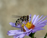 Scaeva pyrastri (White-clubbed Scaeva) F