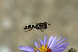 Scaeva pyrastri (White-clubbed Scaeva) F