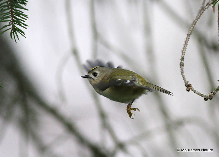 Goldcrest (Regulus regulus), Roitelet huppé