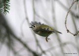 Goldcrest (Regulus regulus), Roitelet huppé