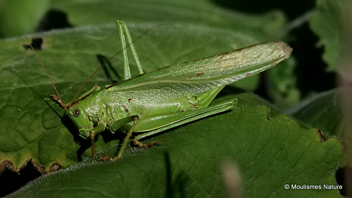 Great Green Bush-cricket (Tettigonia viridissima) F