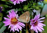 Long-tailed Blue (Lampides boeticus) F