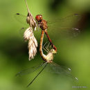 Southern Darters (Sympetrum meridionale)