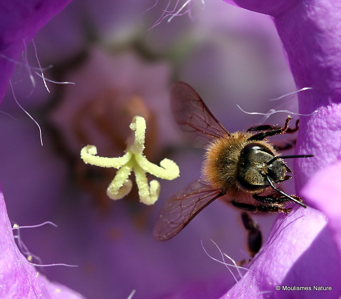 Western Honey Bee (Apis mellifera)