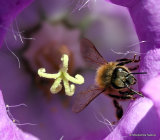 Western Honey Bee (Apis mellifera)