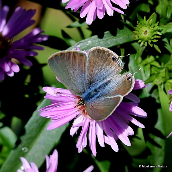 Long-tailed Blue (Lampides boeticus) F