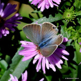 Long-tailed Blue (Lampides boeticus) F