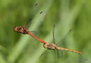 Southern Darters (Sympetrum meridionale)