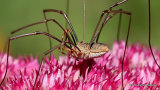 Harvestman (Opiliones) sp.