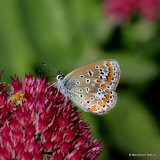 Common Blue (Polyommatus icarus) F