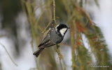 Coal Tit (Parus ater)