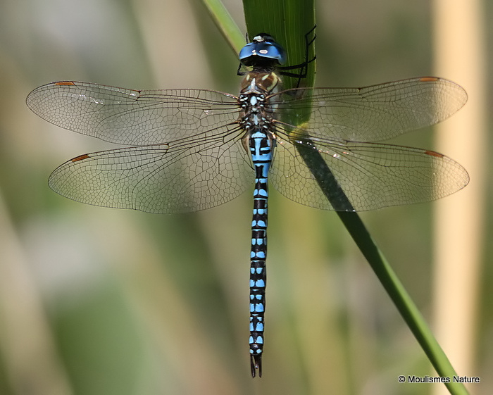 Southern Migrant Hawker (Aeshna affinis) M, Aeschne affine