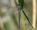 Southern Migrant Hawker (Aeshna affinis) M, Aeschne affine