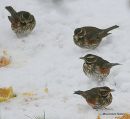 Redwings (Turdus iliacus)