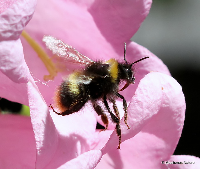 Early bumblebee (Bombus pratorum)