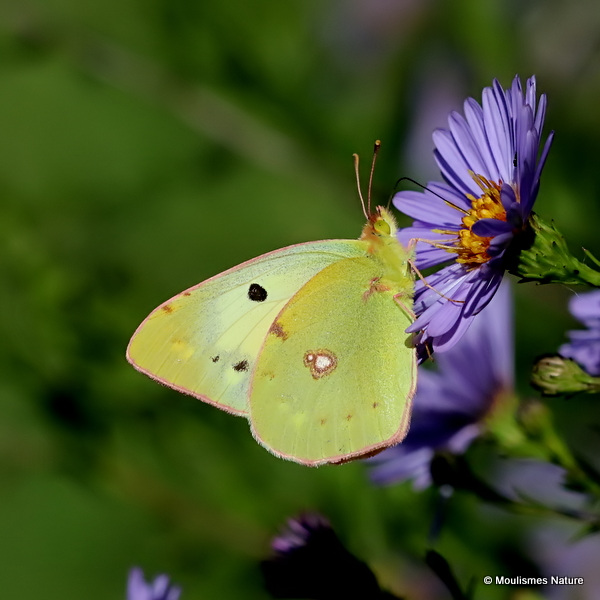 Clouded Yellow (Colias crocea) F, helice