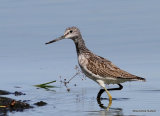 Common Greenshank (Tringa nebularia)