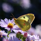 Clouded Yellow (Colias crocea) F, helice
