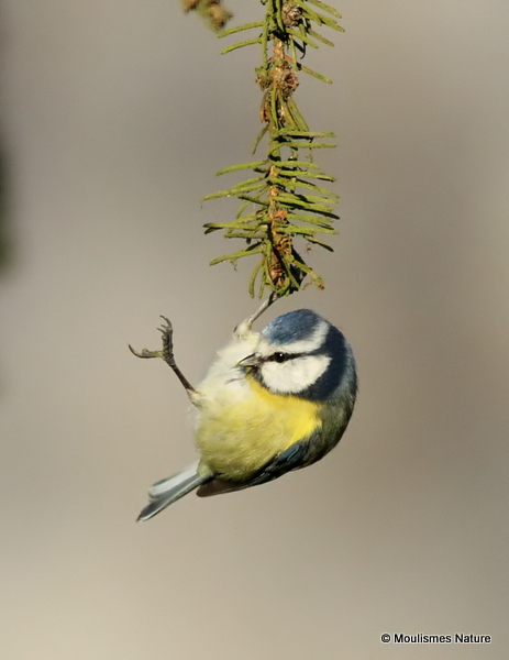 Blue Tit (Parus caeruleus)