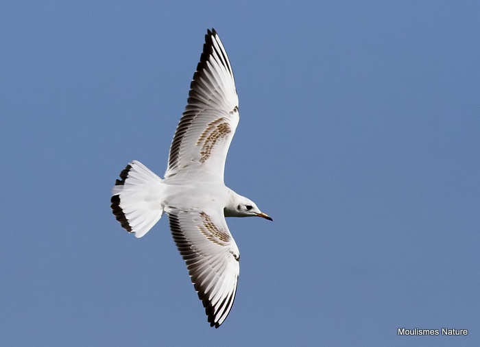 L. ridibundus juv/1st-winter