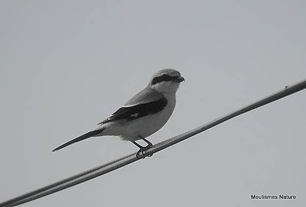Great Grey Shrike (Lanius excubitor)