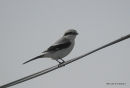 Great Grey Shrike (Lanius excubitor)