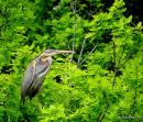 Purple Heron (Ardea purpurea) Ad, Héron pourpré