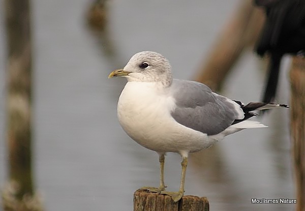 L. canus ad-winter