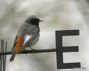 Black Redstart (Phoenicurus ochruros) M